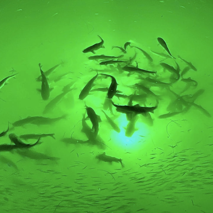 Various fish swimming in the water are illuminated by a green light, creating a vibrant green hue throughout the scene. 